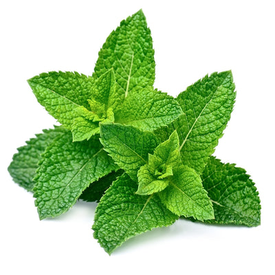 Steam-Distilled Peppermint